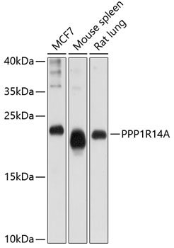 Валидация Elabscience E-AB-64047