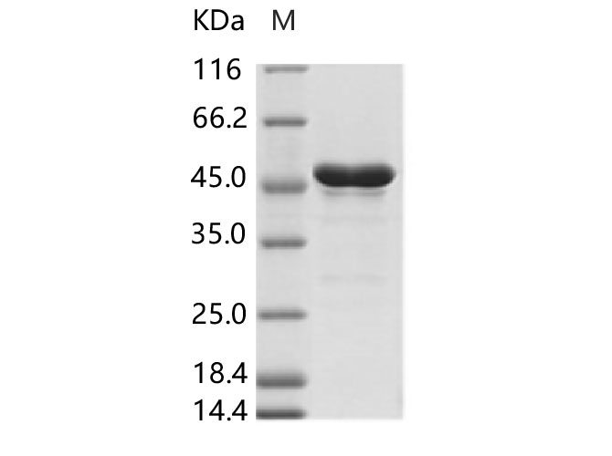 Валидация Elabscience PKSV030267(6033)