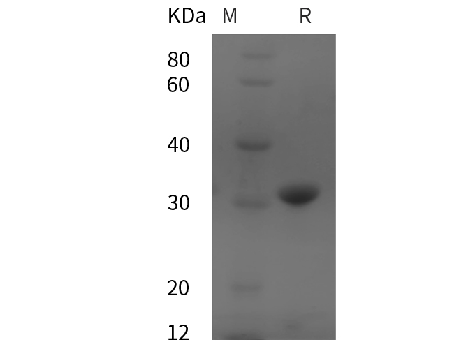Валидация Elabscience PDEH100838(274)