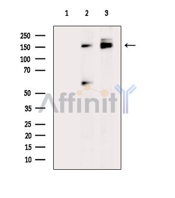 Валидация Affinity DF15013 - 11219