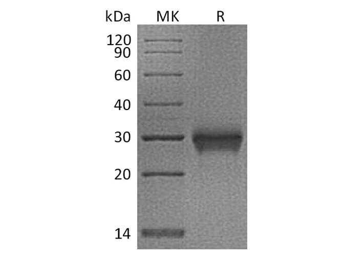 Валидация Elabscience PKSQ050045(5415)