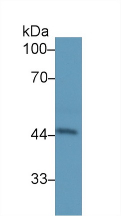 13254