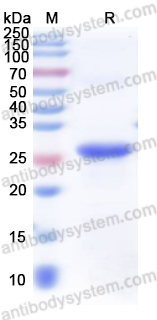 Валидация AntibodySystem YHE06601