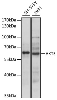 Валидация Elabscience E-AB-90528
