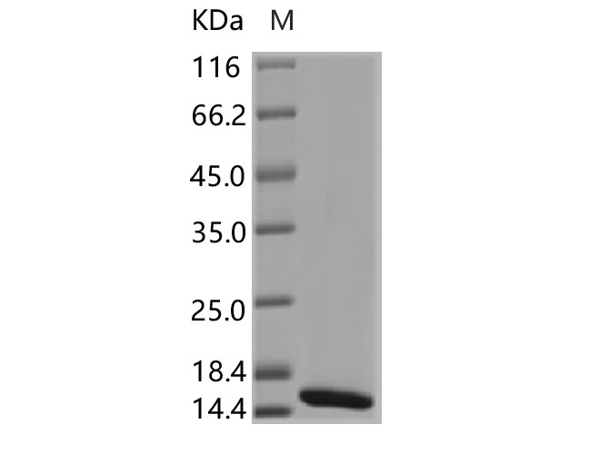 Валидация Elabscience PKSV030123(5900)