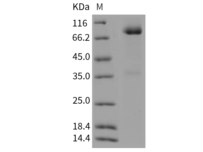 Валидация Elabscience PKSR030399(5736)