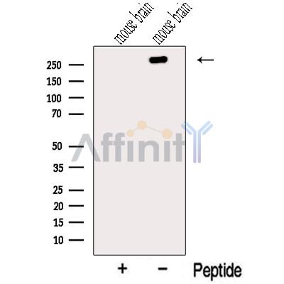 Валидация Affinity DF13206 - 8206
