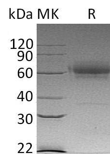 Валидация Elabscience PKSM041253(5154)