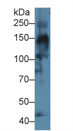 10386
