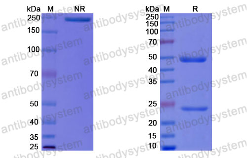 Валидация SDS-PAGE - AntibodySystem RHJ93111