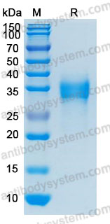 Валидация AntibodySystem AHD17401