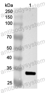 Валидация AntibodySystem PHA62401