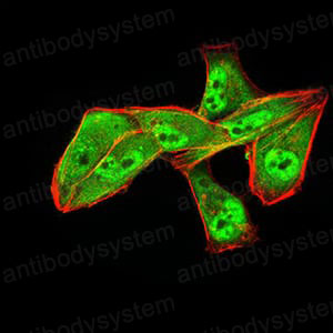 Валидация IF - AntibodySystem RHF92802