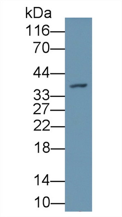 55897