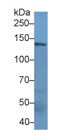 13328