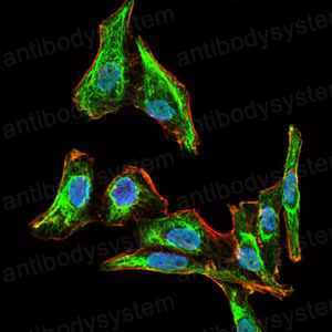 Валидация IF - AntibodySystem RHG86803