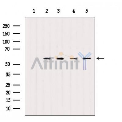 Валидация Affinity AF6330 - 3602