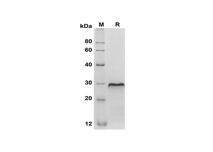 Валидация Elabscience PDMM100170(1130)