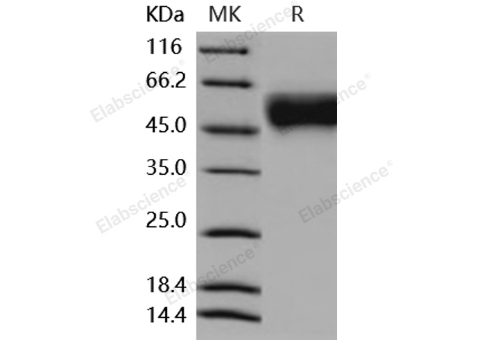 Валидация Elabscience PKSM040875(4830)