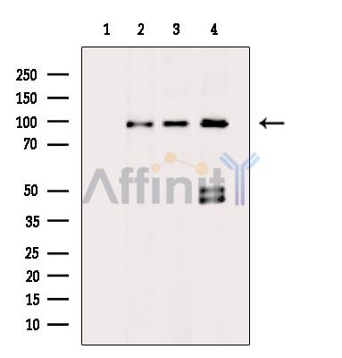 Валидация Affinity DF9165 - 21523