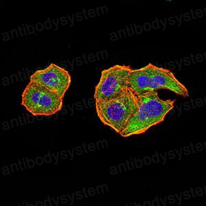 Валидация IF - AntibodySystem RHH16401