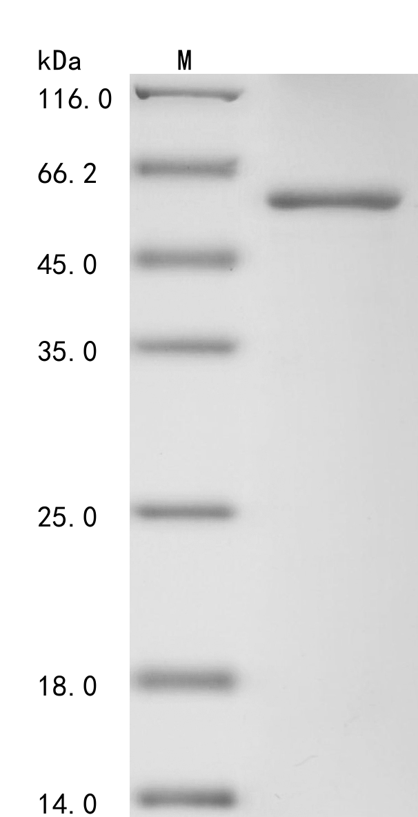 SDS-PAGE