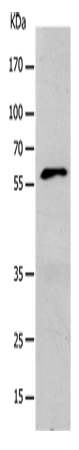 Валидация Elabscience E-AB-15743