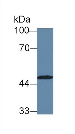 8559