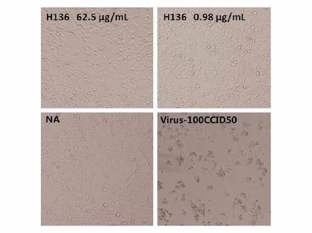 Валидация Elabscience E-AB-V1081
