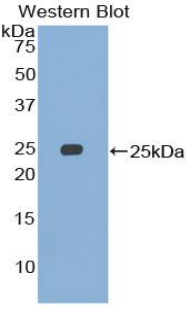 52153