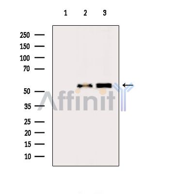 Валидация Affinity DF4088 - 15367
