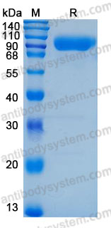 Валидация AntibodySystem AHD09001
