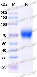 AWC83401, SDS-PAGE