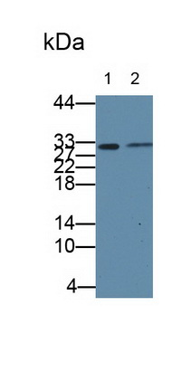 60160