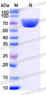 EHD33002, SDS-PAGE