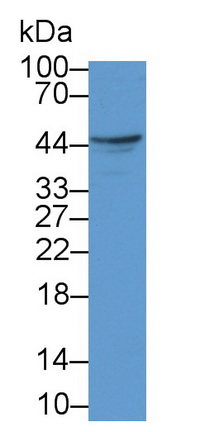 20193
