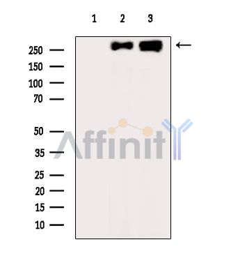 Валидация Affinity DF13892 - 9623