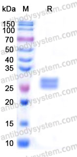 AHD97902, SDS-PAGE