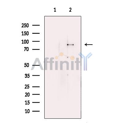 Валидация Affinity DF13438 - 8760