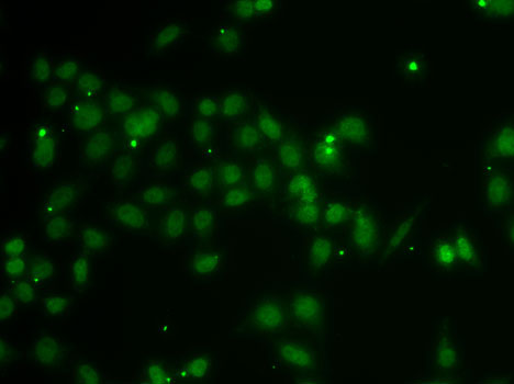 Валидация Elabscience E-AB-61631