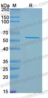 YHG55202, SDS-PAGE