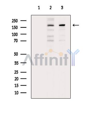 Валидация Affinity DF14932 - 11106