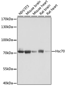 Валидация Elabscience E-AB-60686