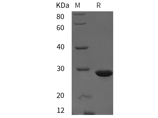 Валидация Elabscience PDEM100295(621)