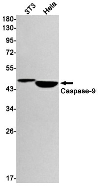 Валидация Elabscience E-AB-81541