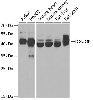 Валидация Elabscience E-AB-62714