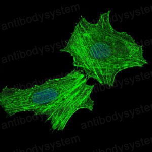 Валидация IF - AntibodySystem RHB89103