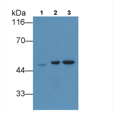 24526