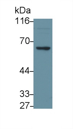 41704