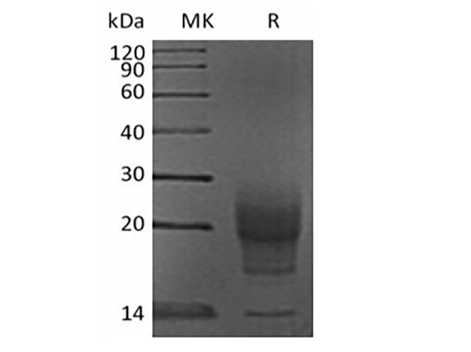 Валидация Elabscience PKSM041395(5273)